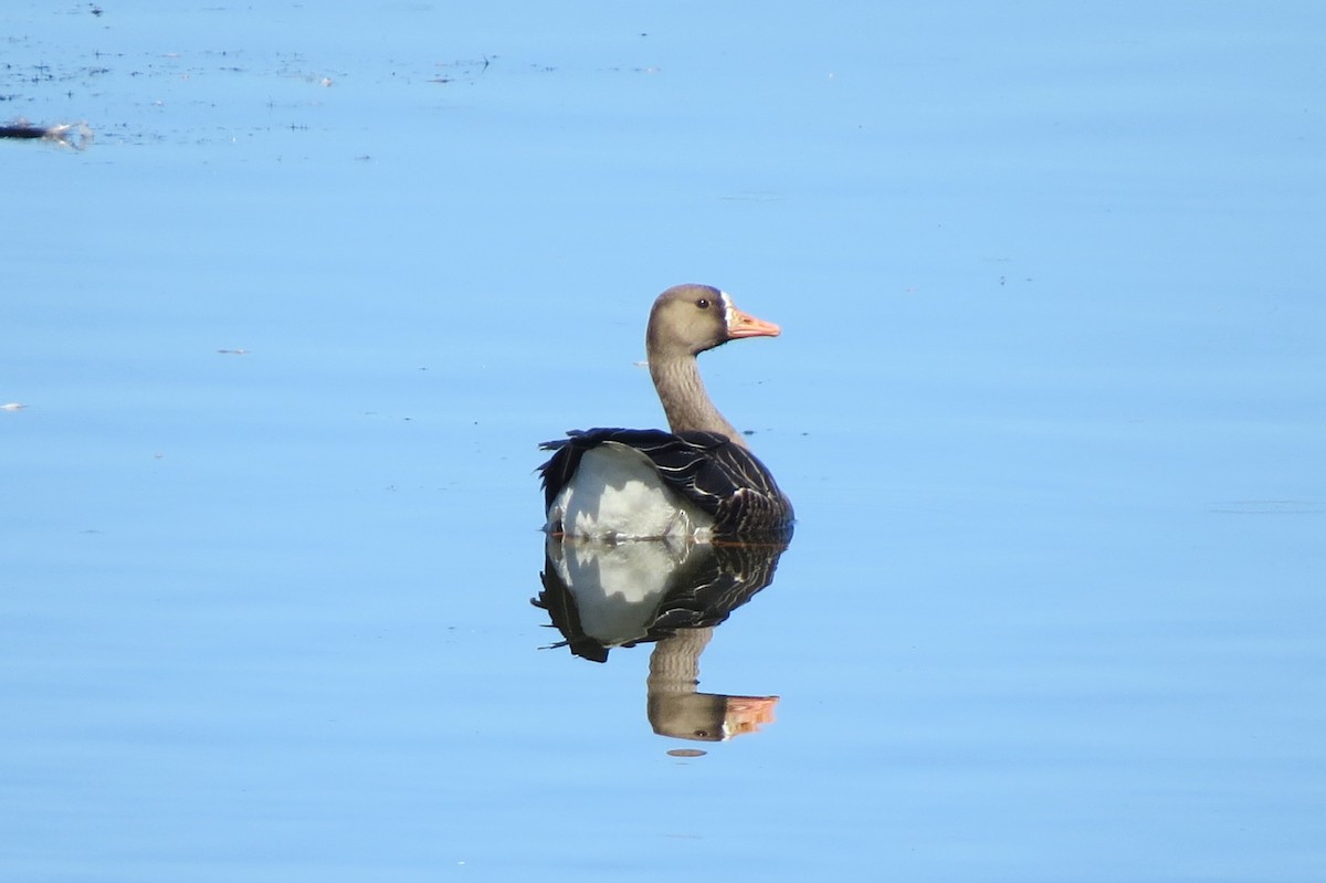 Greater White-fronted Goose - ML642660398