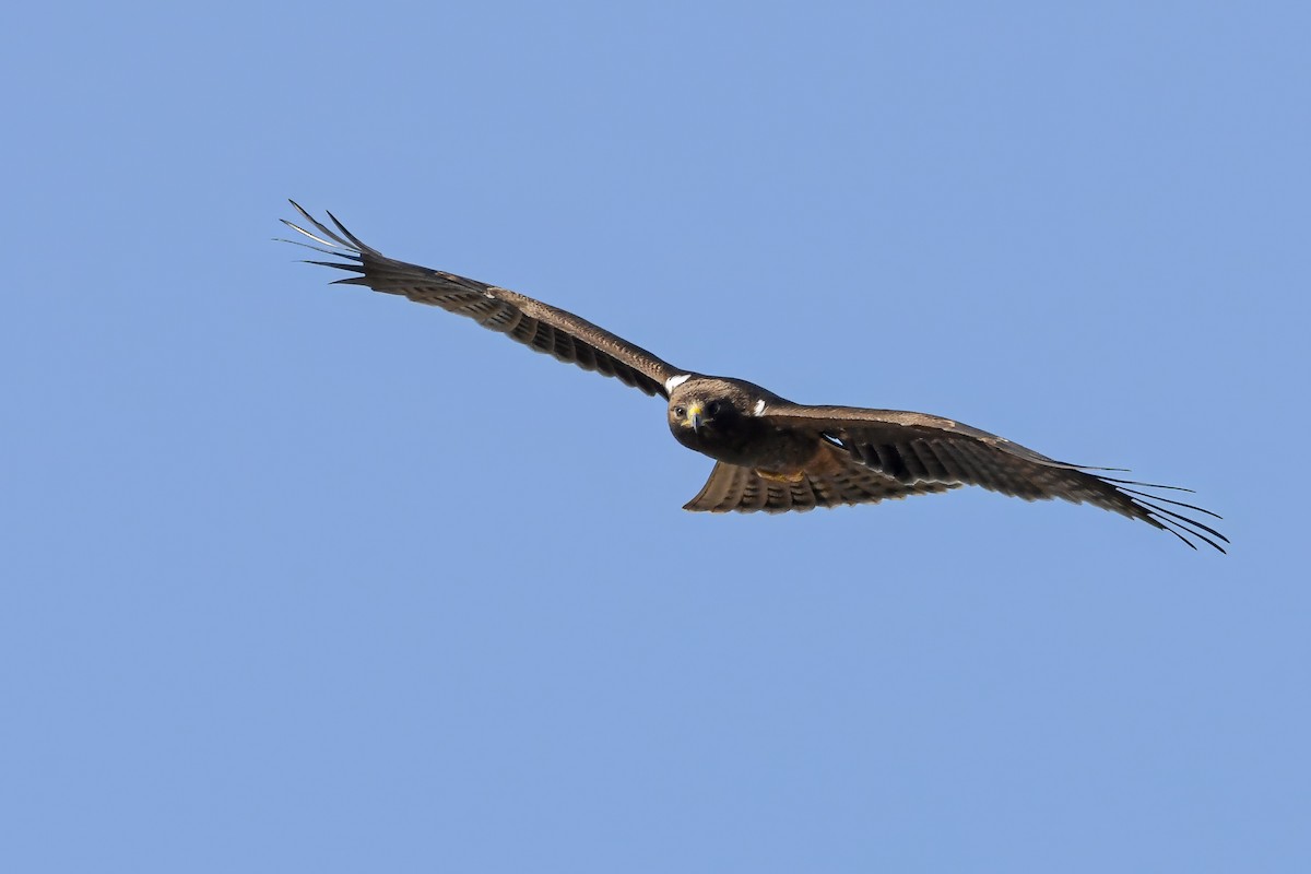 Бахим бүргэд - ML642660403