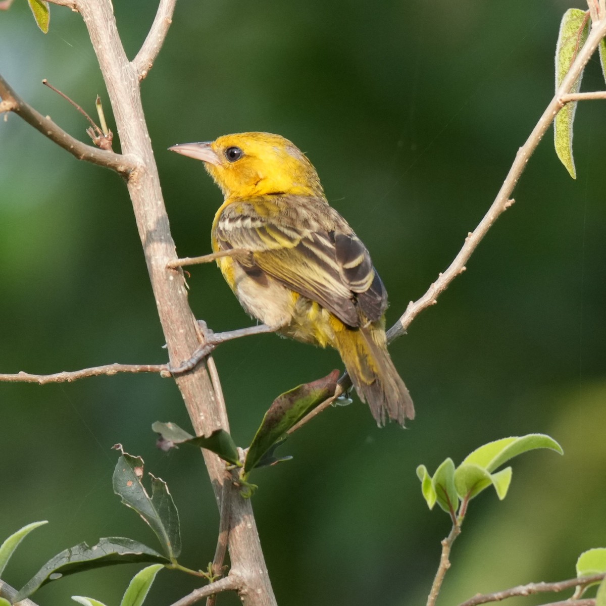 Slender-billed Weaver - ML642660405