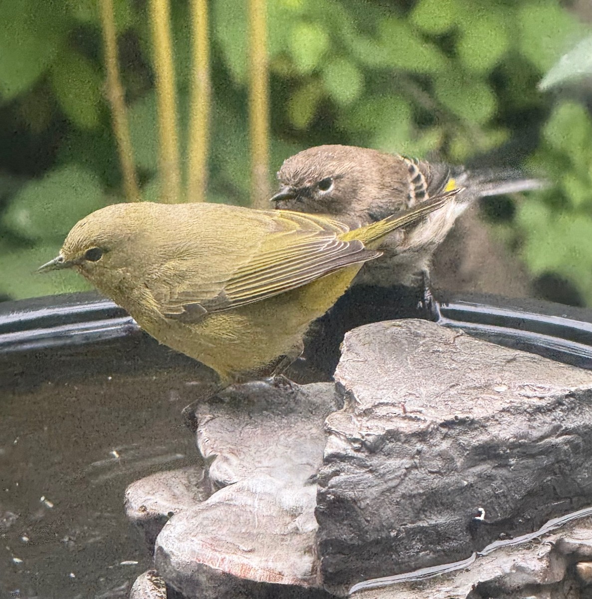 Orange-crowned Warbler - ML642660438