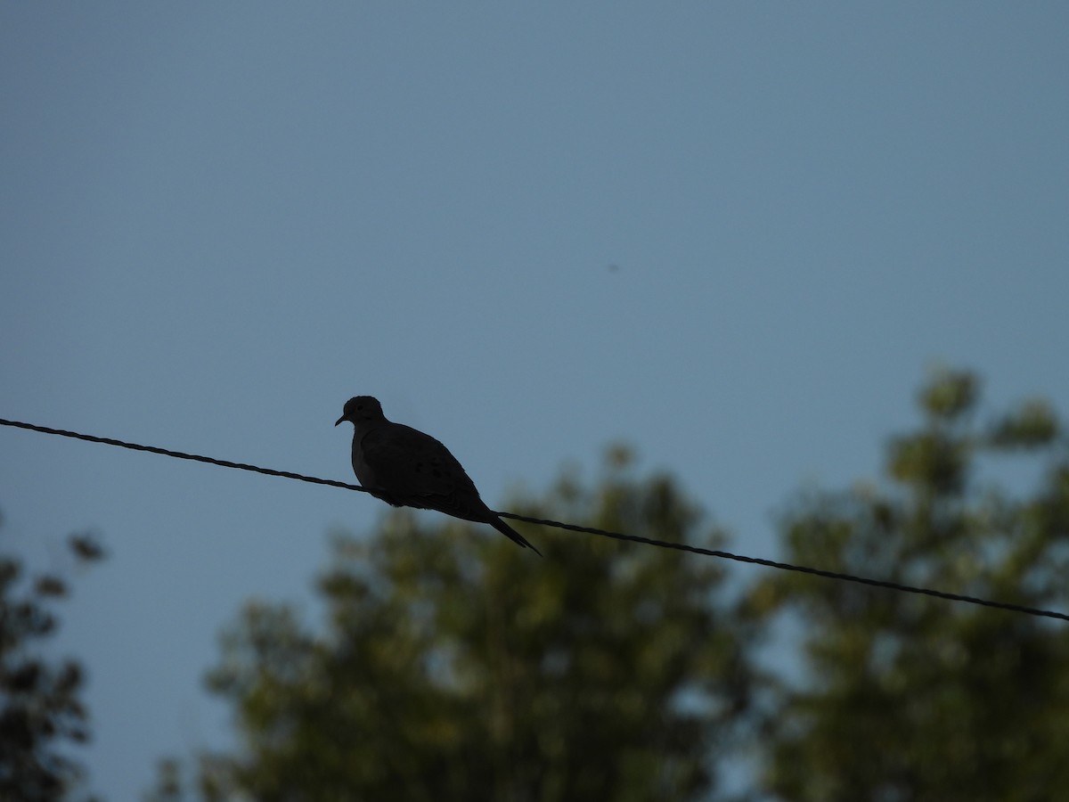 Mourning Dove - ML642660443