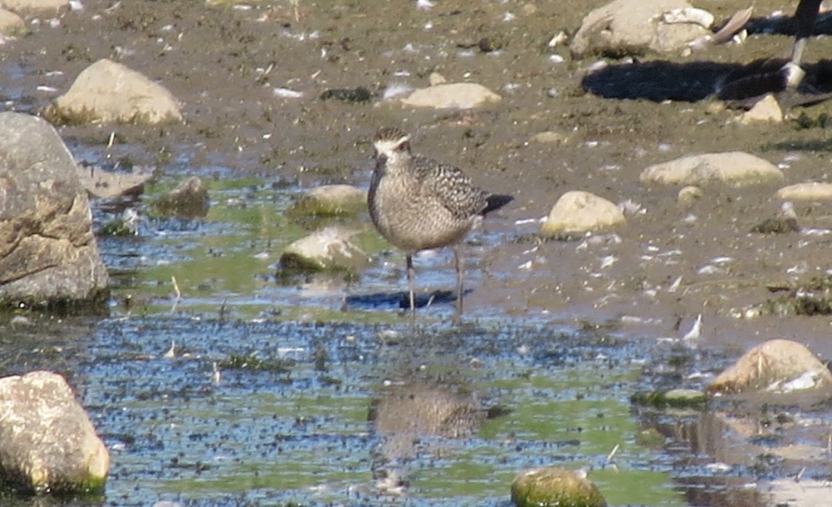 American Golden-Plover - ML642660449