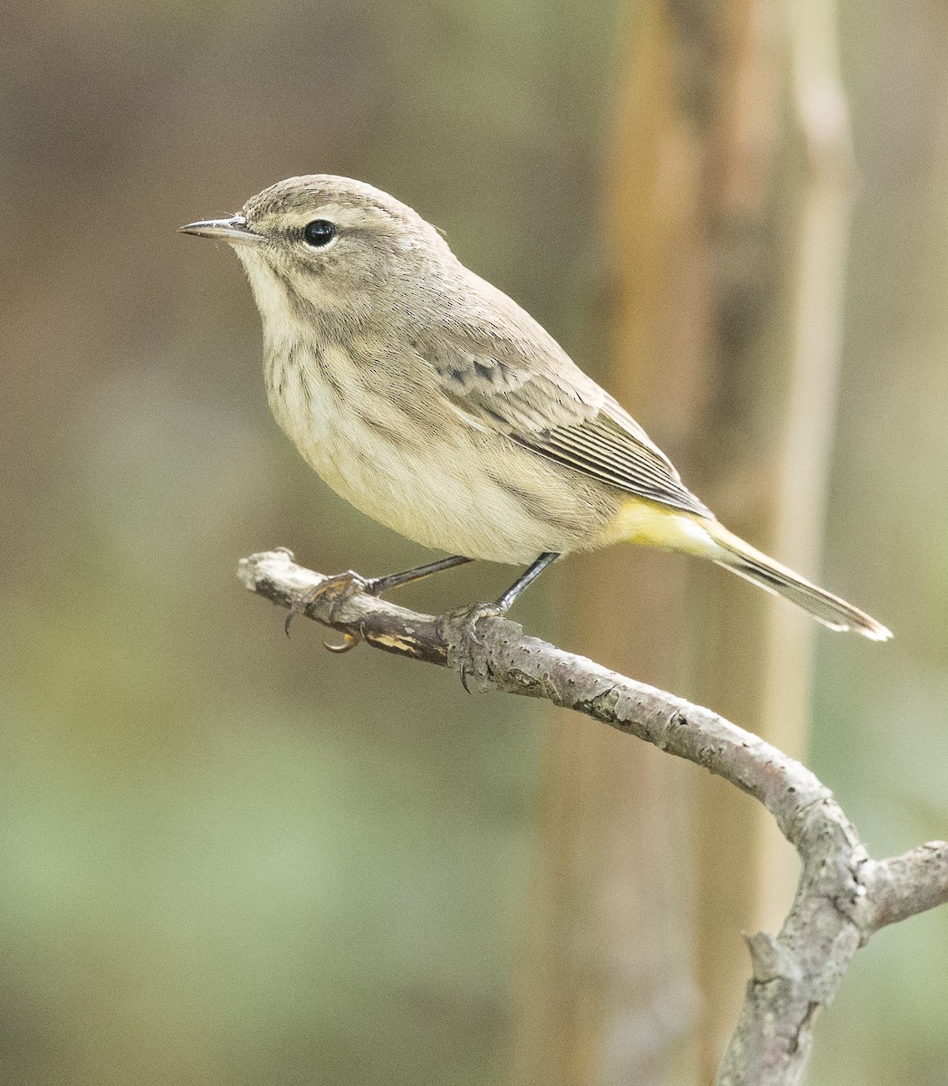 Palm Warbler - ML642660453