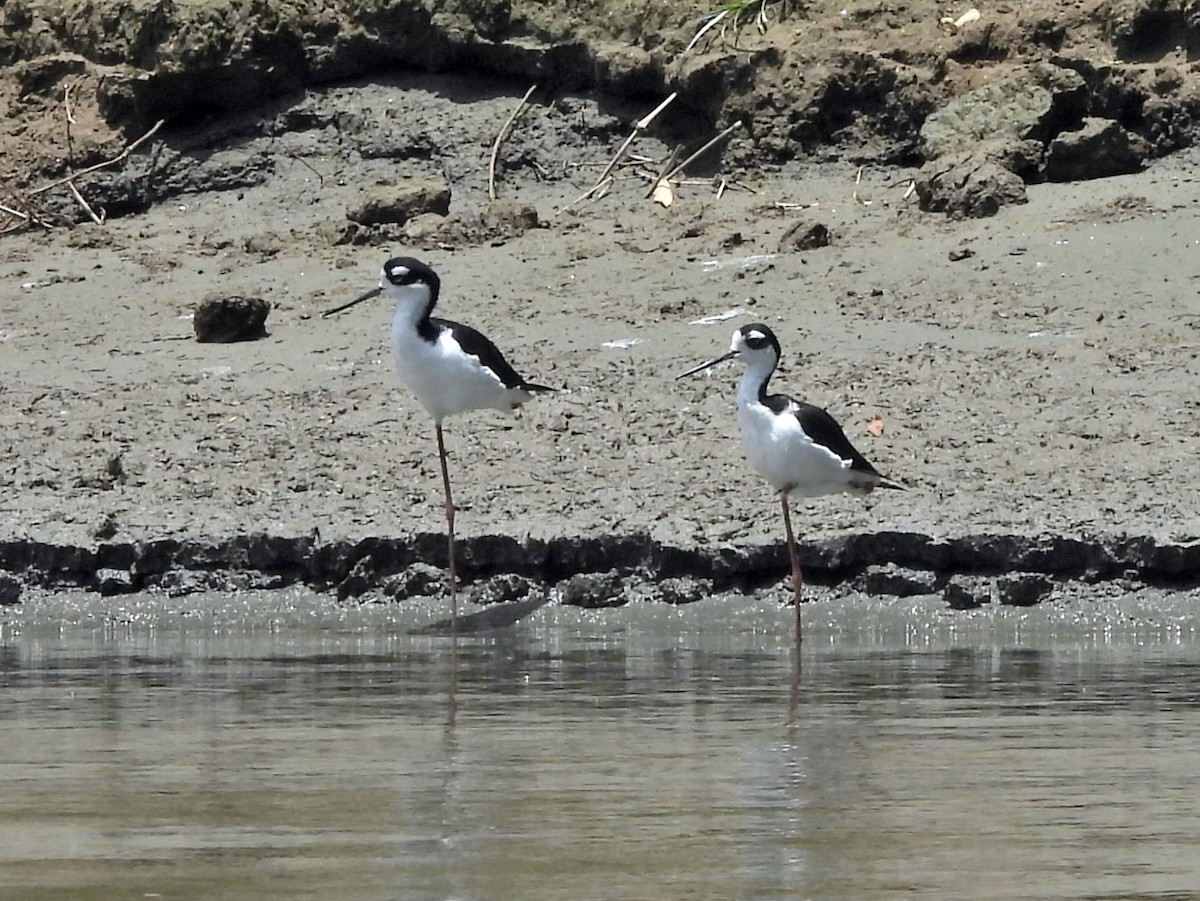 Black-necked Stilt - ML642660455
