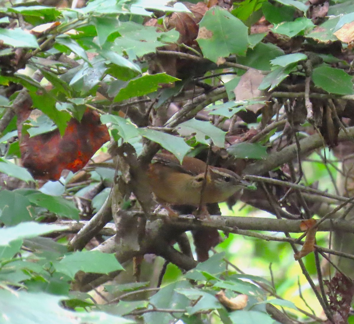 Carolina Wren - ML642660458