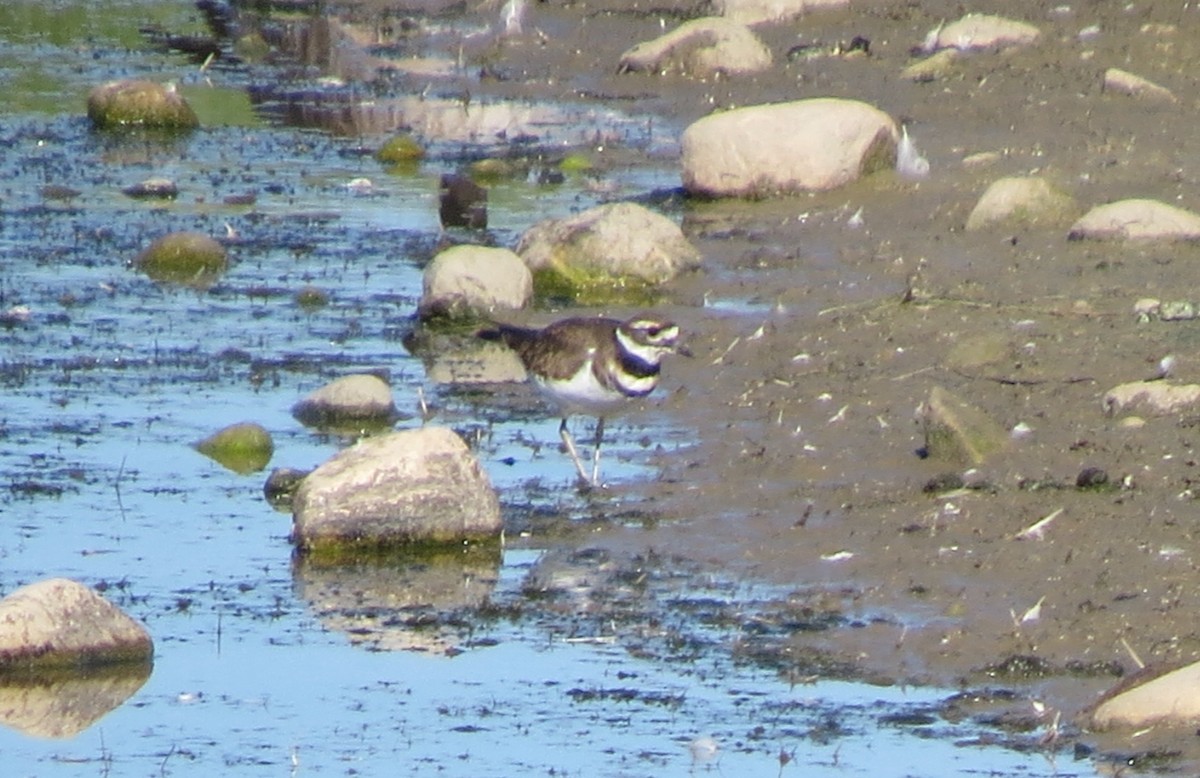 Killdeer - ML642660459