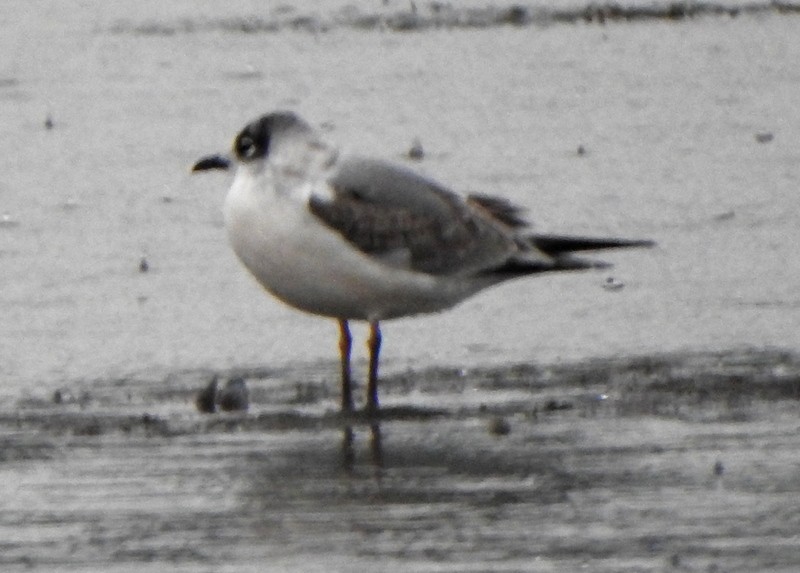 Mouette de Franklin - ML642660472