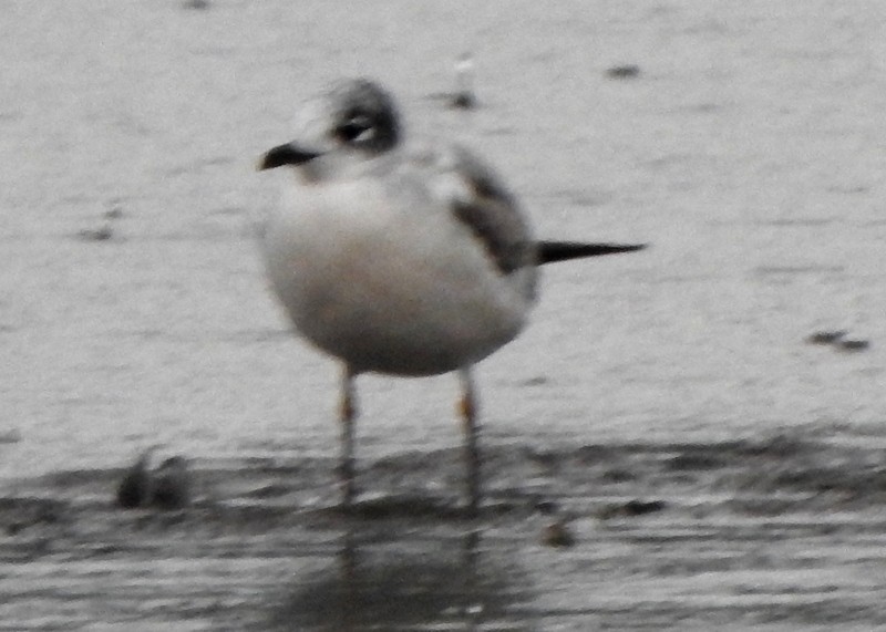 Mouette de Franklin - ML642660473