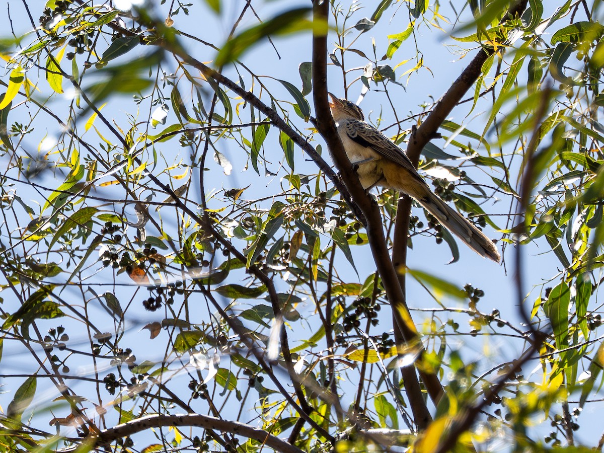 Striped Cuckoo - ML642660477