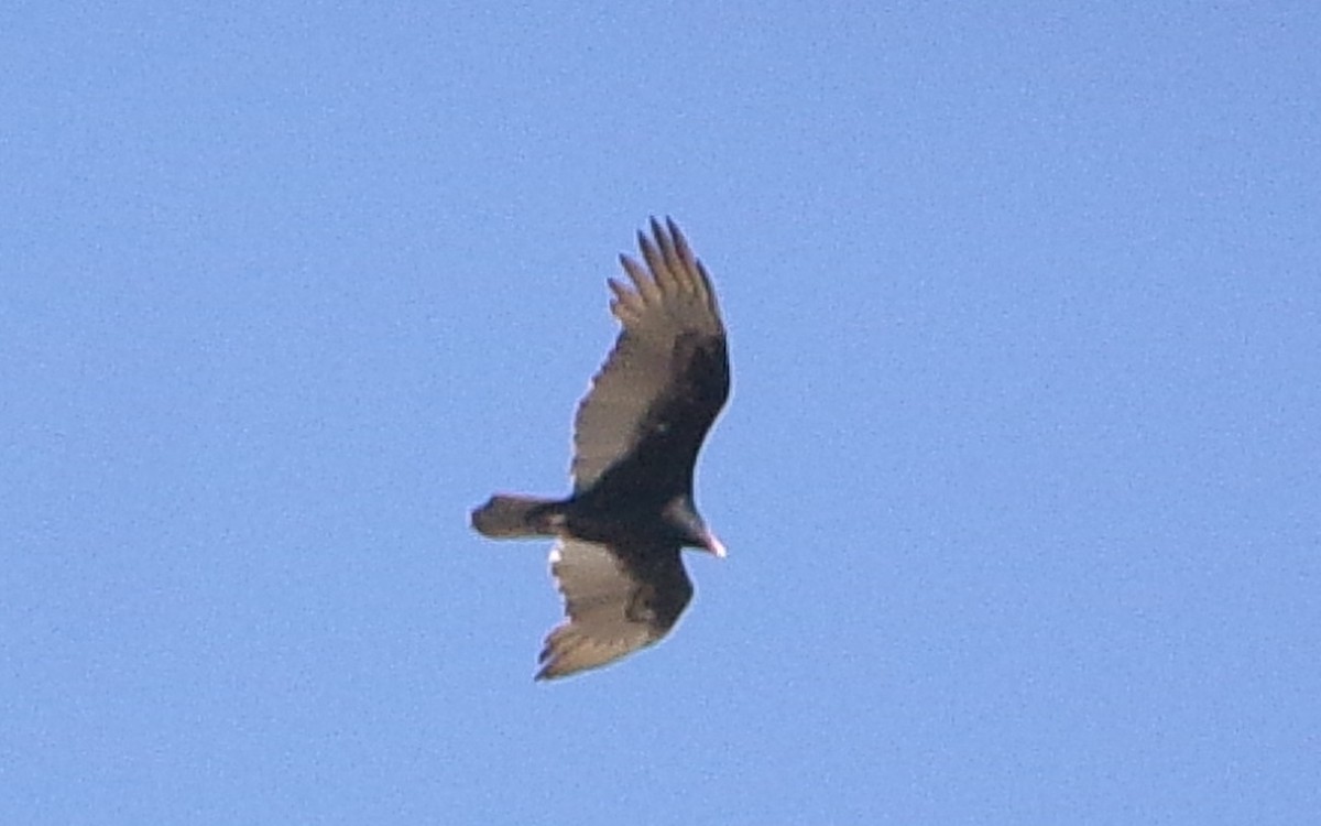 Turkey Vulture - ML642660494
