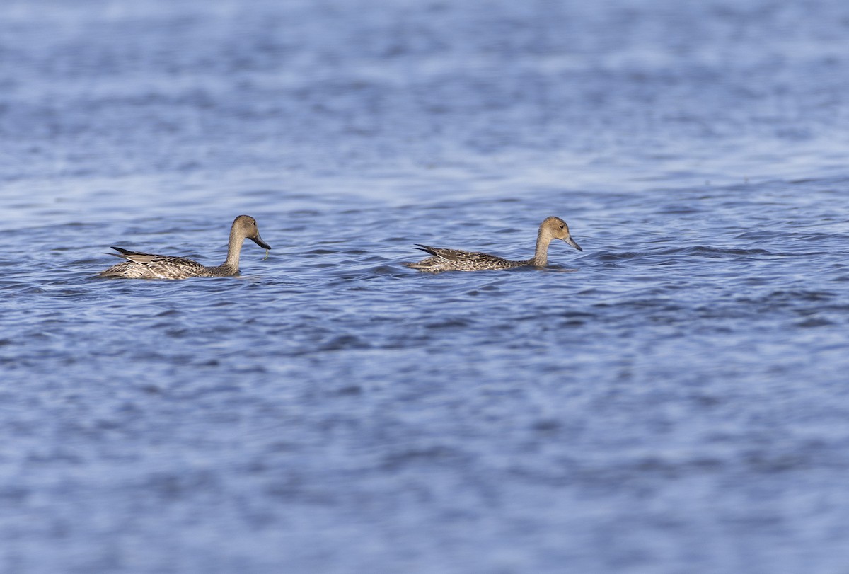 Northern Pintail - ML642660502