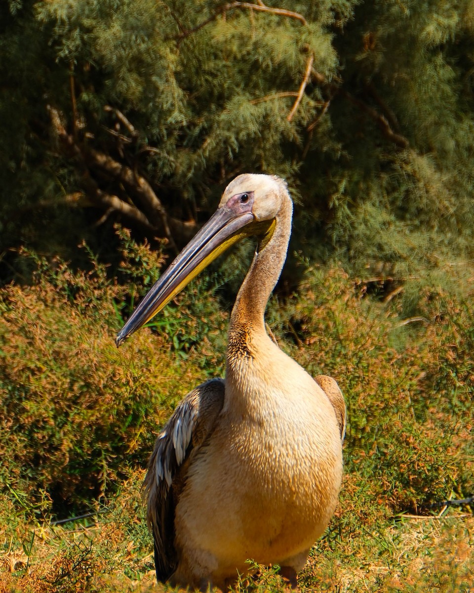 Great White Pelican - ML642660506