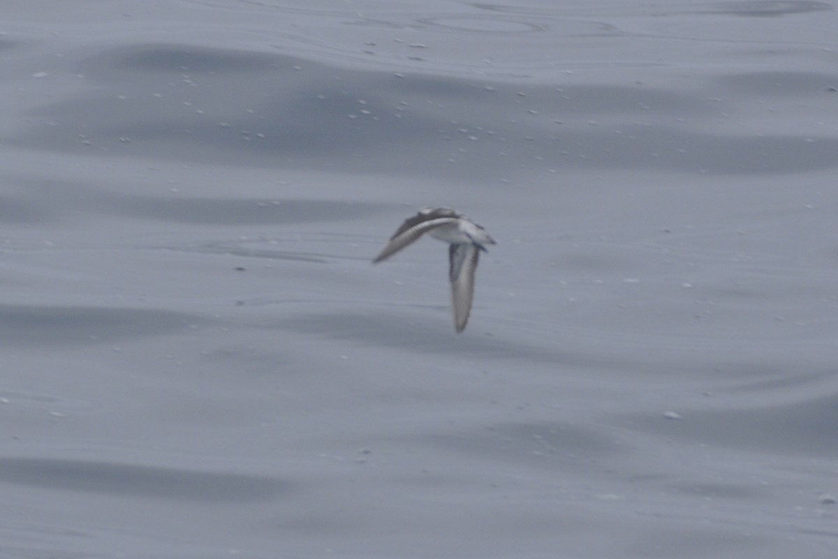Red-necked Phalarope - ML642660533