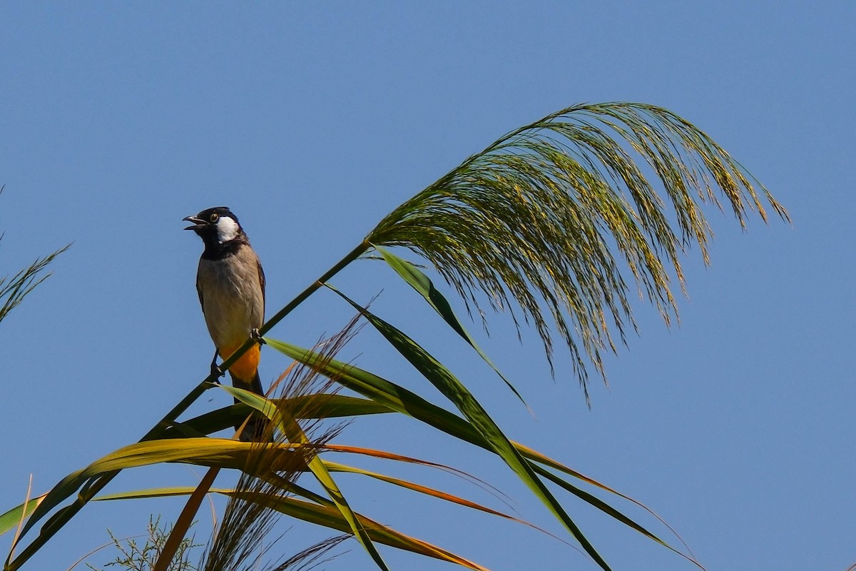 White-eared Bulbul - ML642660536