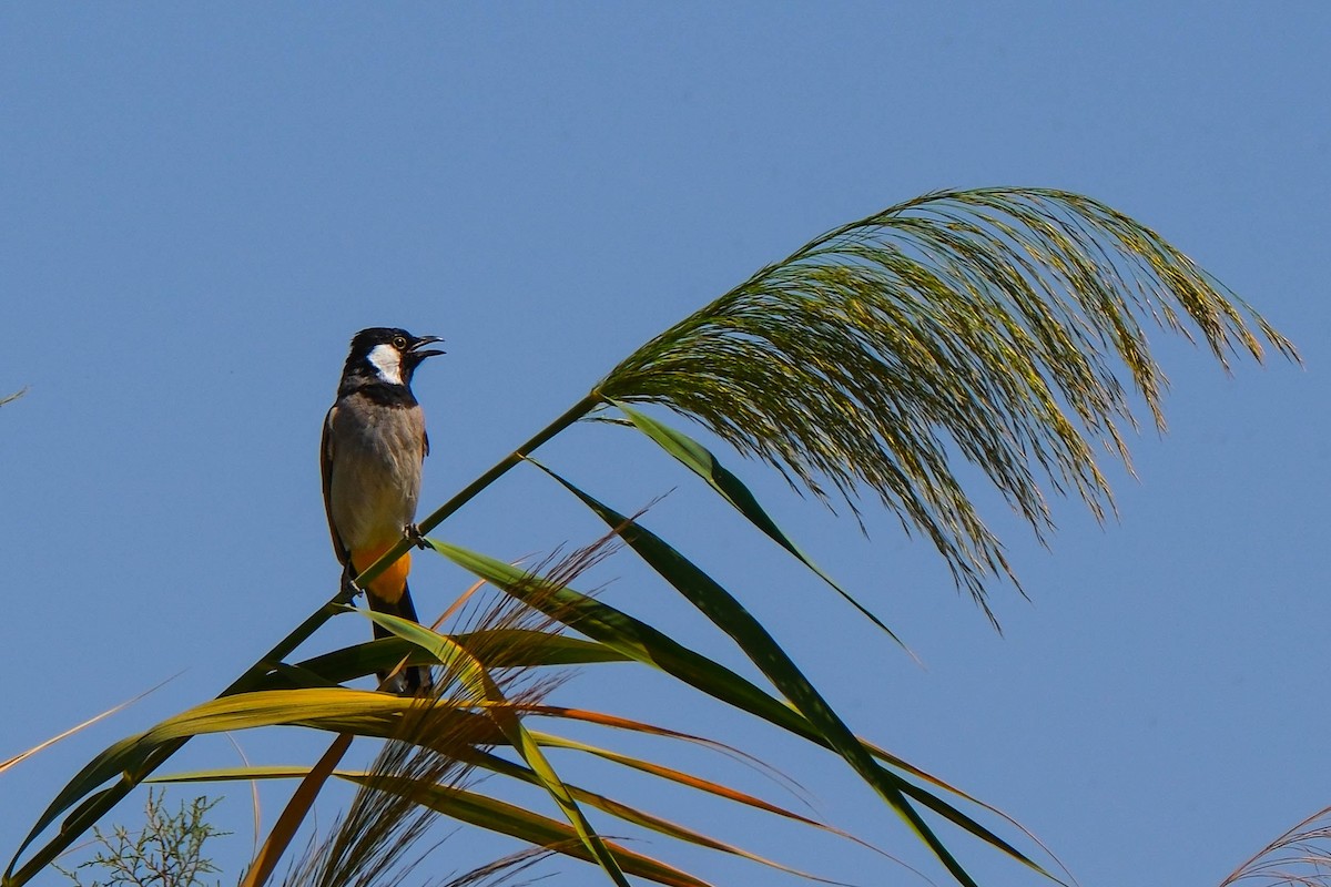 White-eared Bulbul - ML642660537