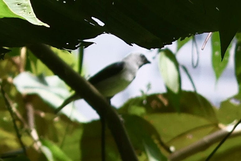 Plain-colored Tanager - ML642660538