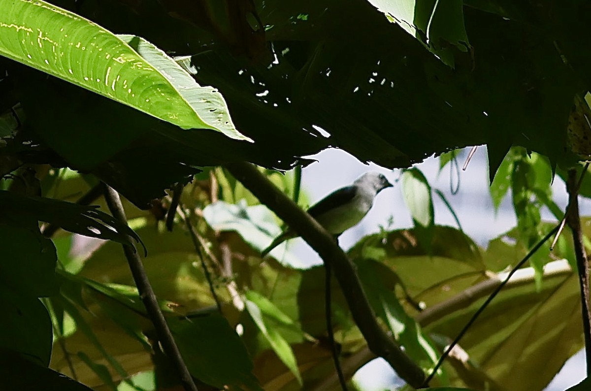Plain-colored Tanager - ML642660539