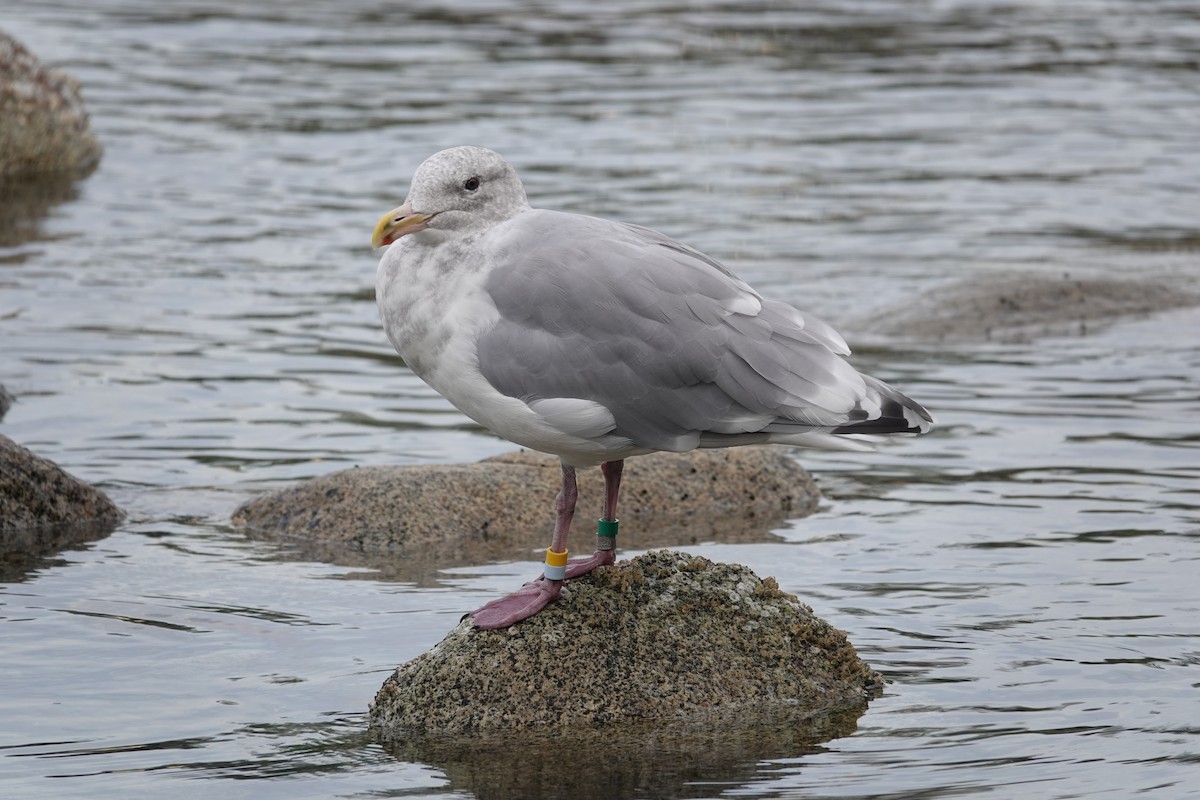 Glaucous-winged Gull - ML642660541
