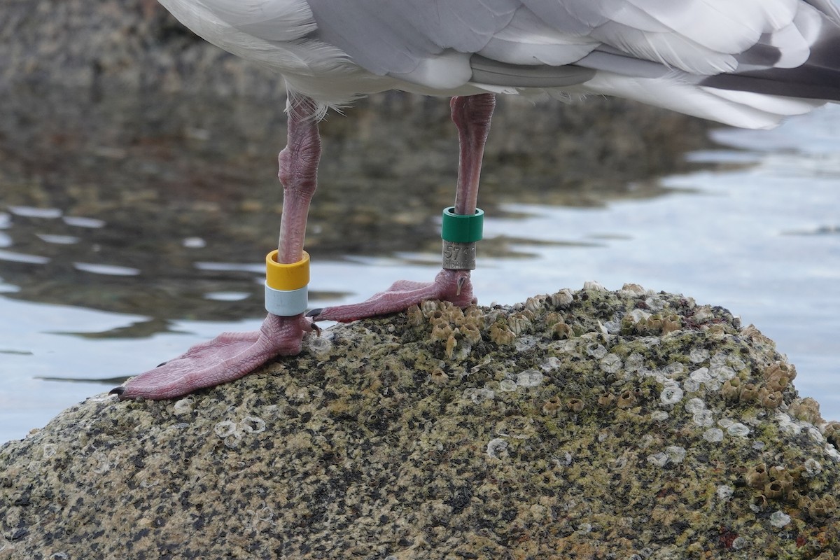 Glaucous-winged Gull - ML642660542