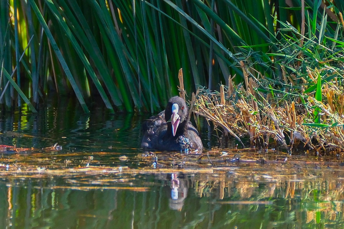 Халзан түнжүүр - ML642660561