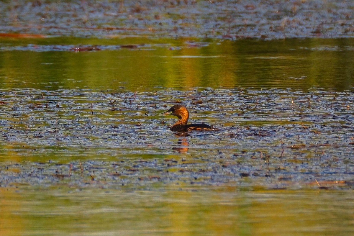 Хурган шунгуур - ML642660563