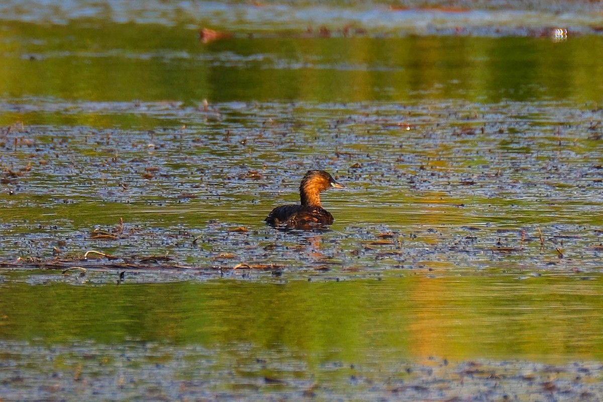 Хурган шунгуур - ML642660564