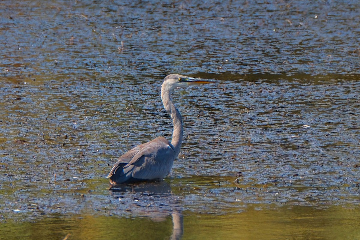 Хөх дэглий - ML642660578