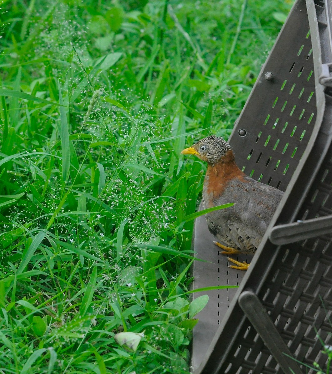 Yellow-legged Buttonquail - ML642660586
