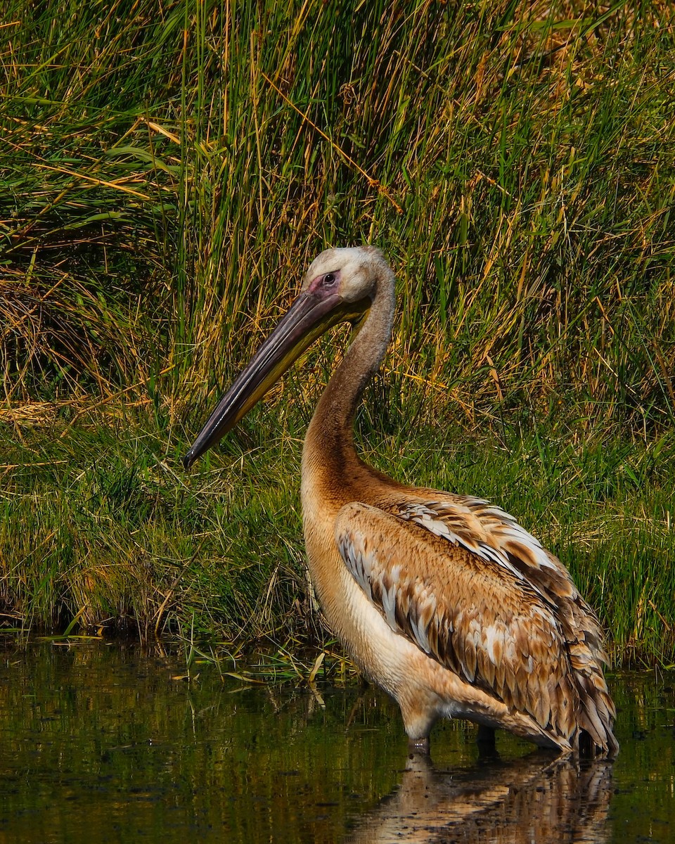 Great White Pelican - ML642660587