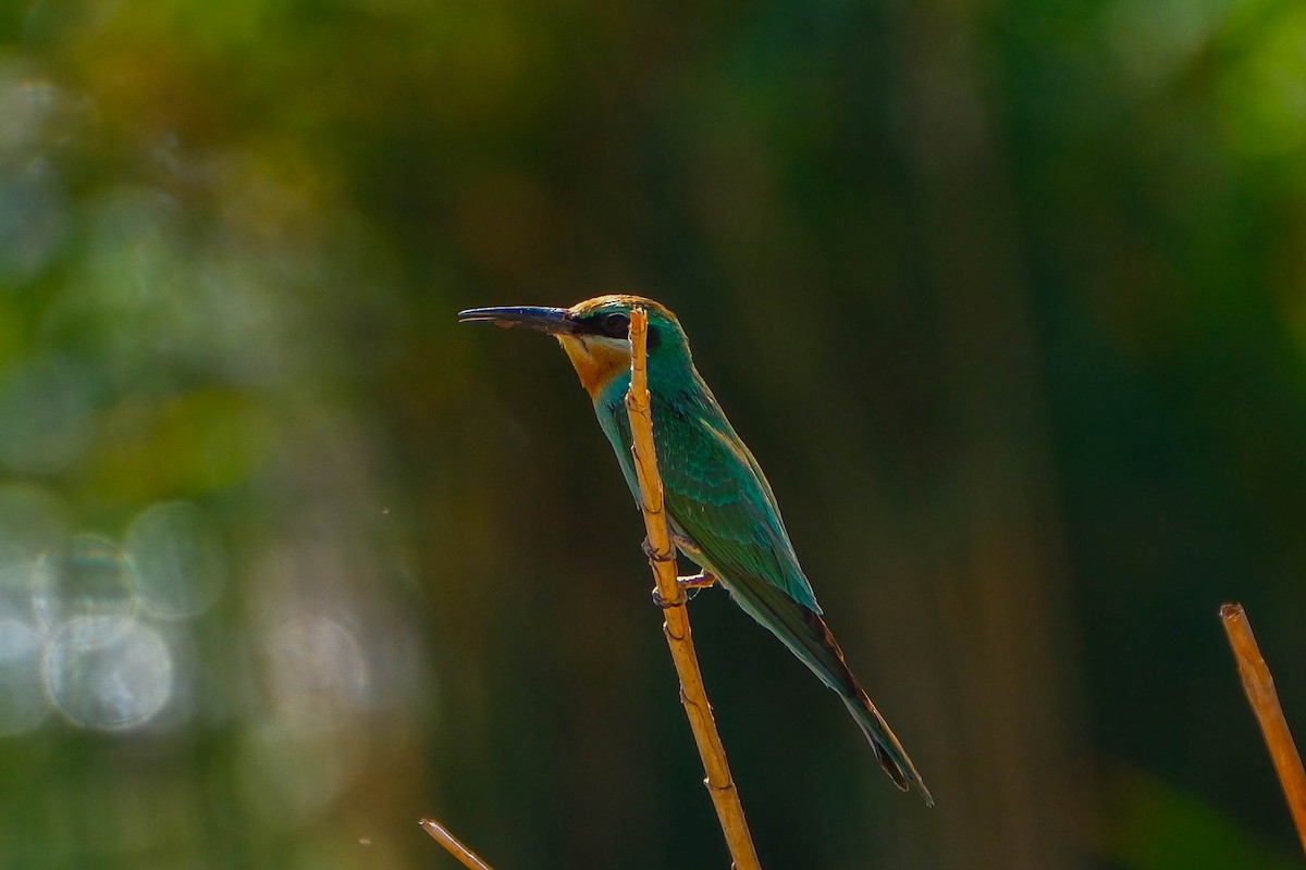 Цэнхэр шанаат зөгийч - ML642660594