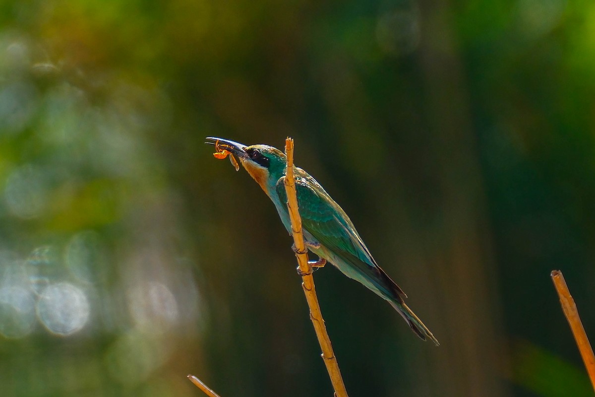 Цэнхэр шанаат зөгийч - ML642660595