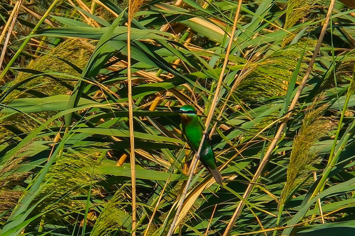 Цэнхэр шанаат зөгийч - ML642660596