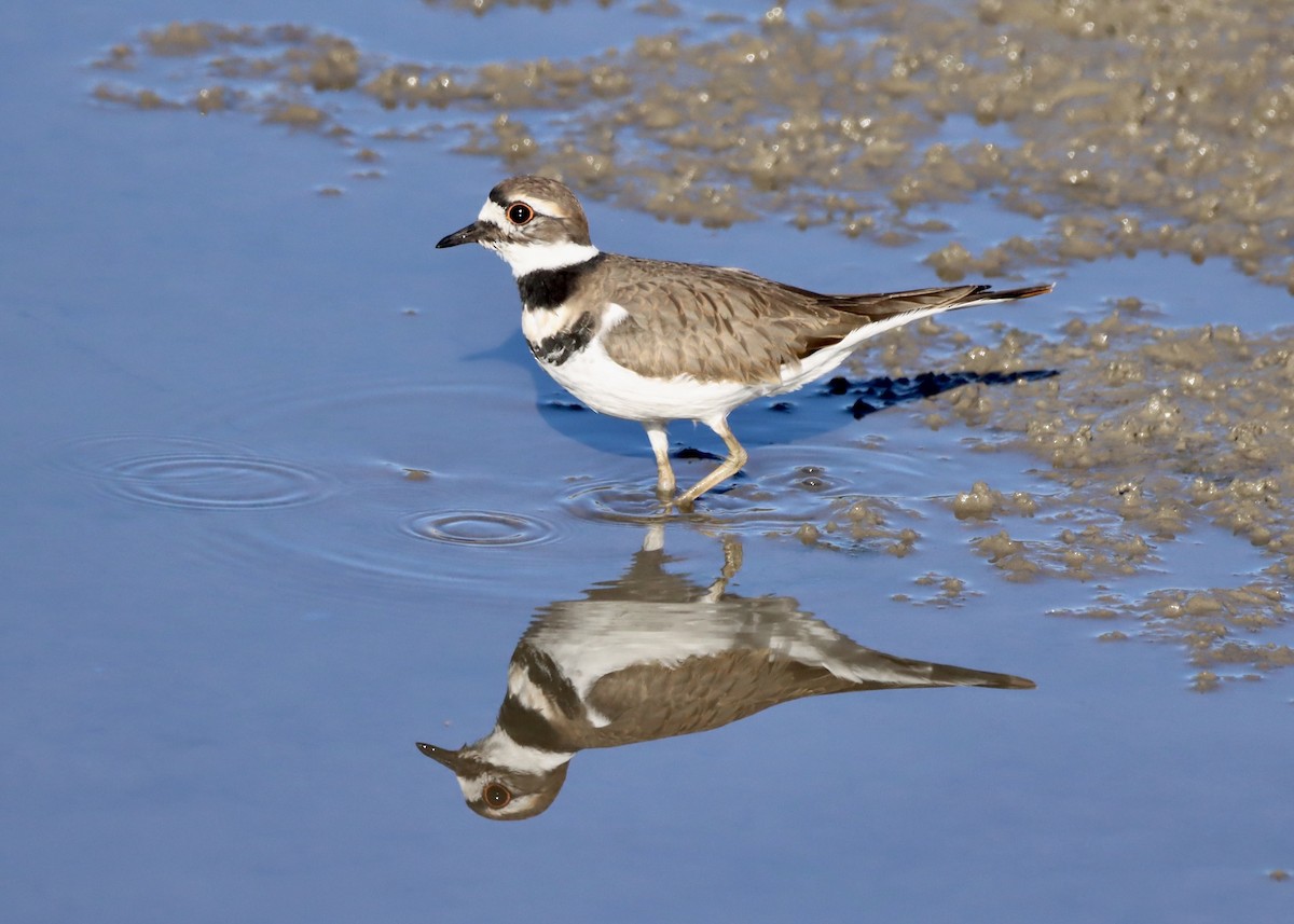 Killdeer - ML642660597