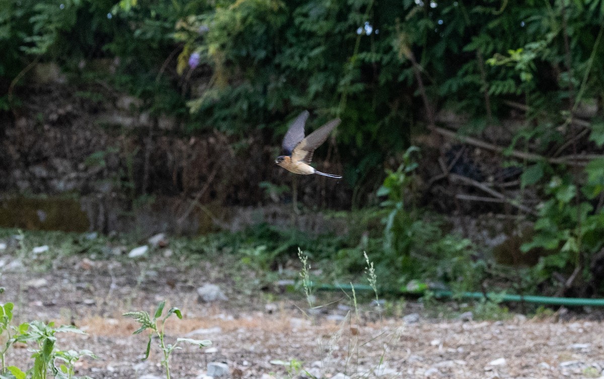 European Red-rumped Swallow - ML642660614