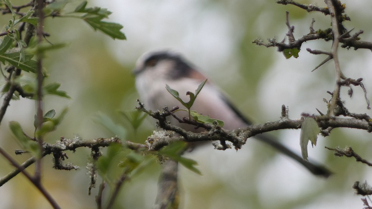 Long-tailed Tit - ML642660644
