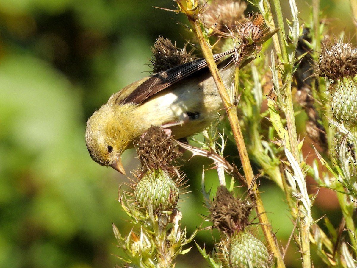 American Goldfinch - ML642660647