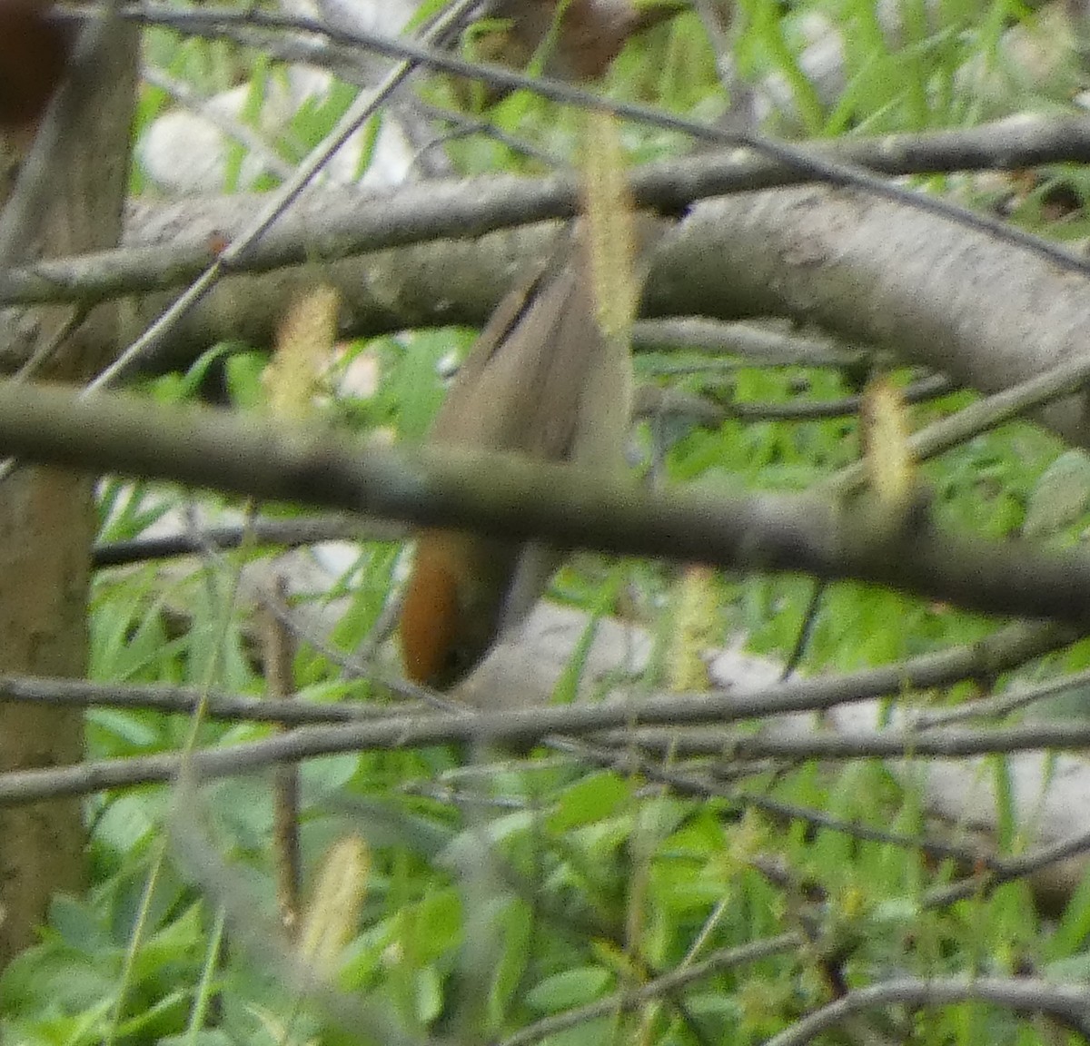 Eurasian Blackcap - ML642660653