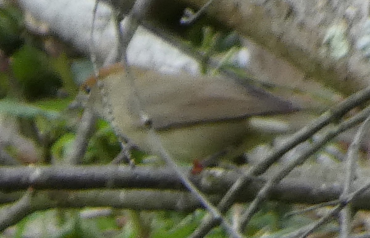 Eurasian Blackcap - ML642660656