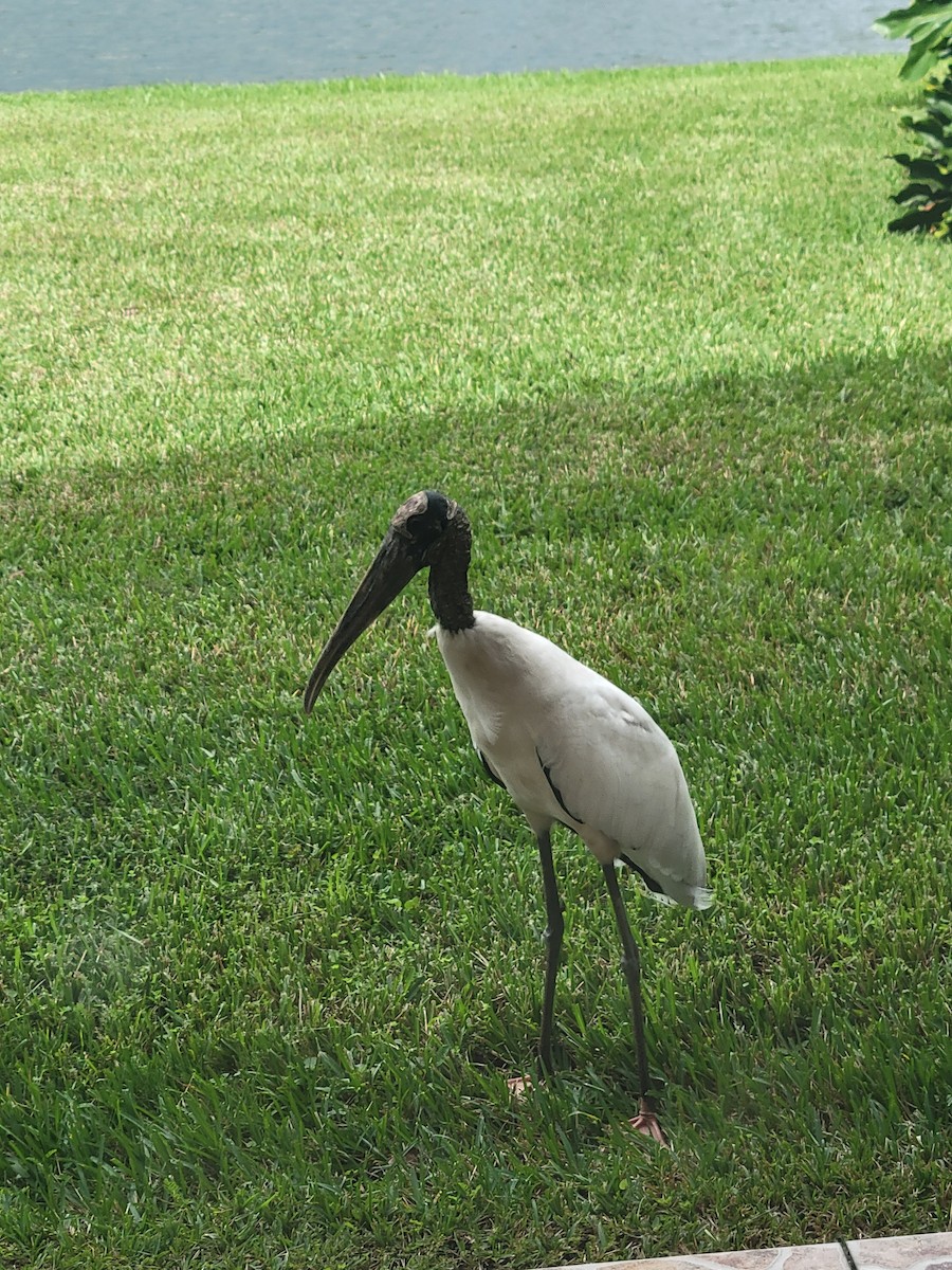 Wood Stork - ML642660664