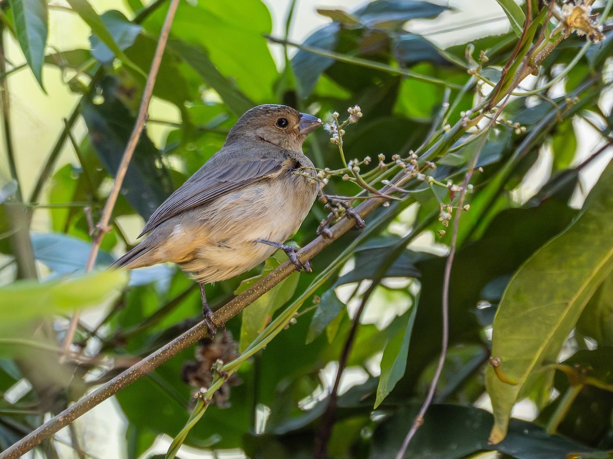 Double-collared Seedeater - ML642660684