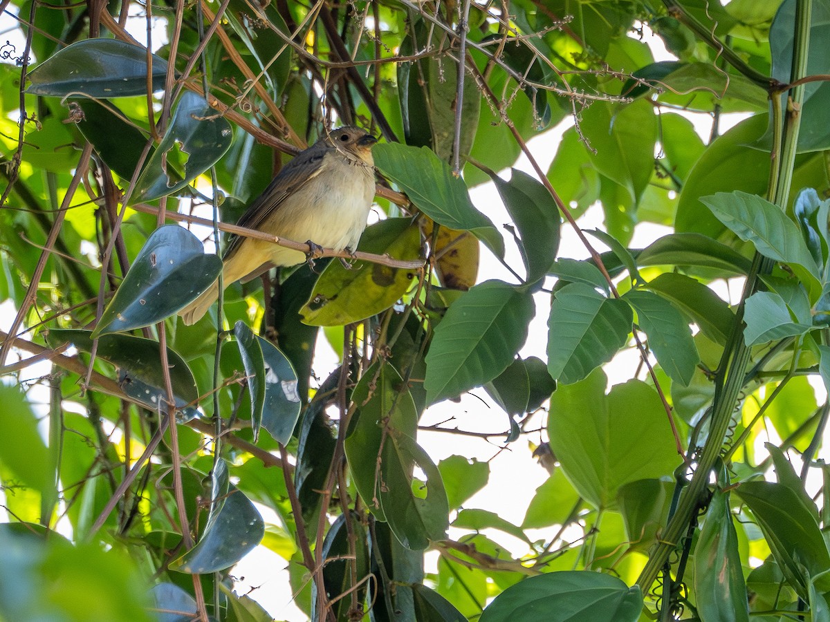Double-collared Seedeater - ML642660685