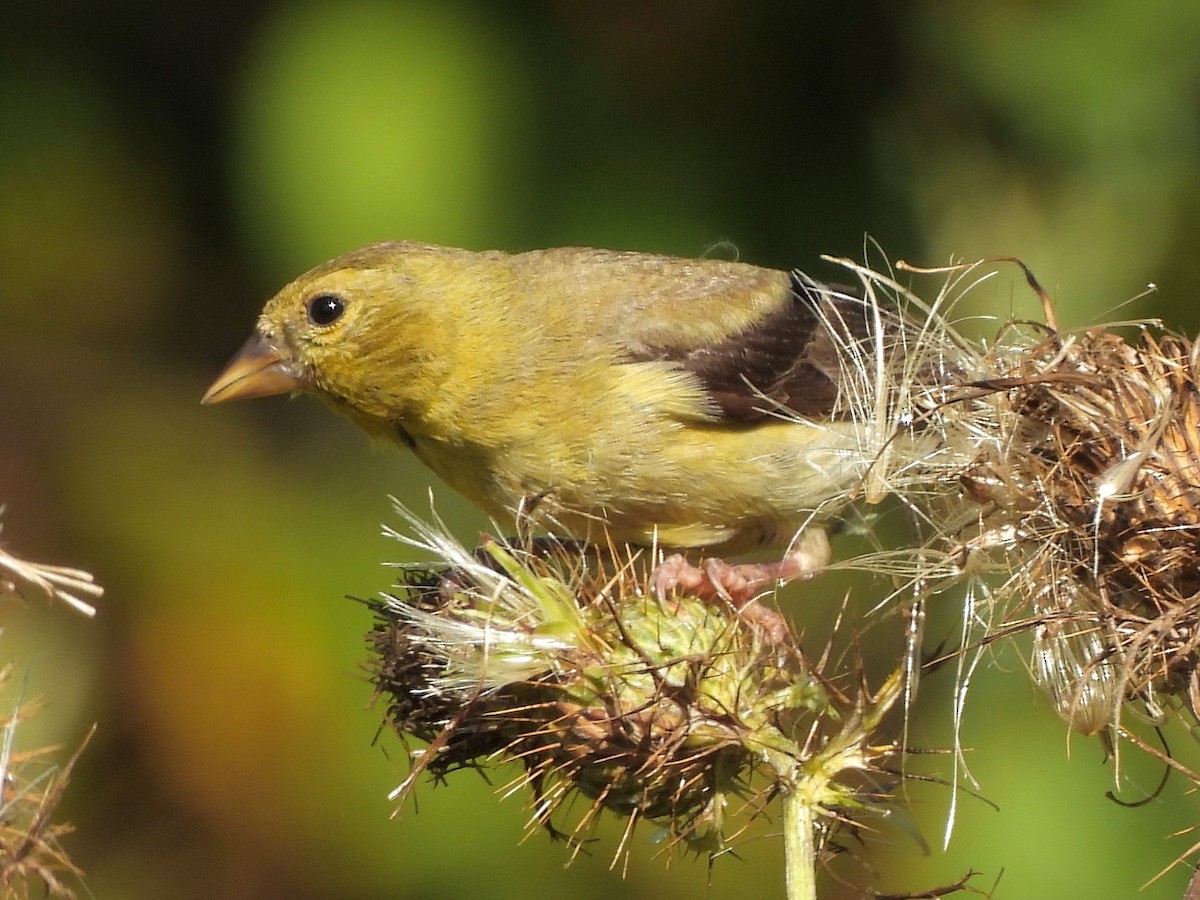 American Goldfinch - ML642660690
