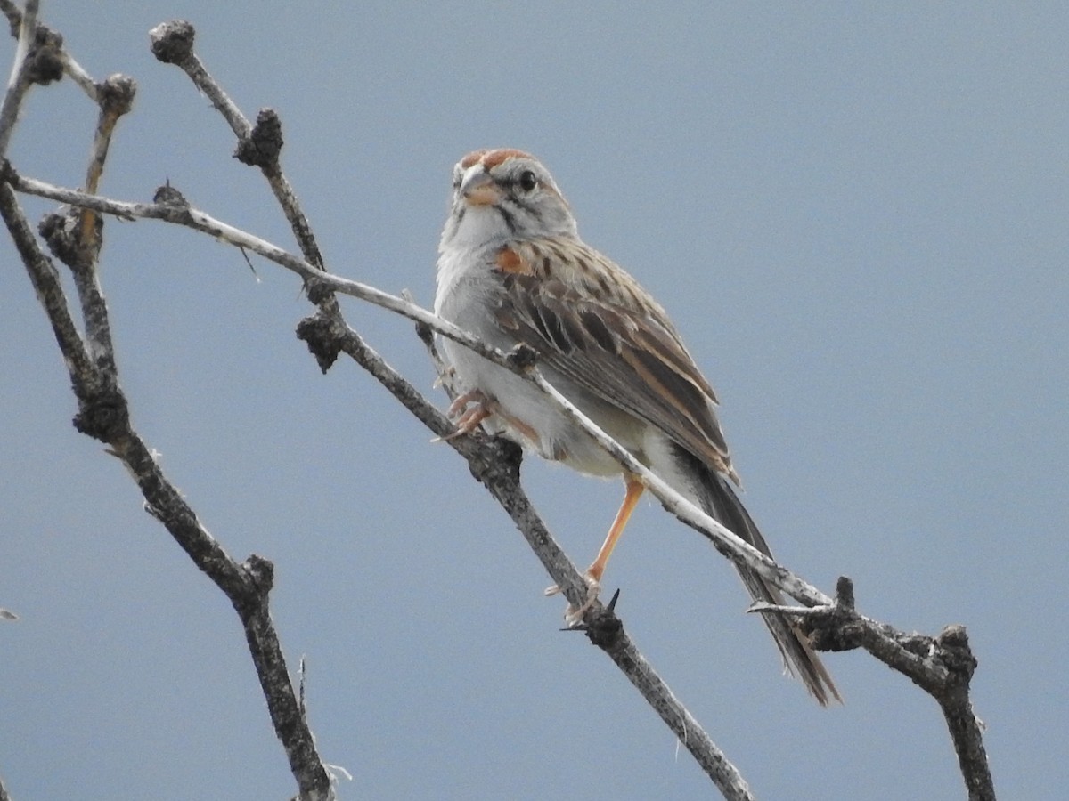 Rufous-winged Sparrow - ML642660701
