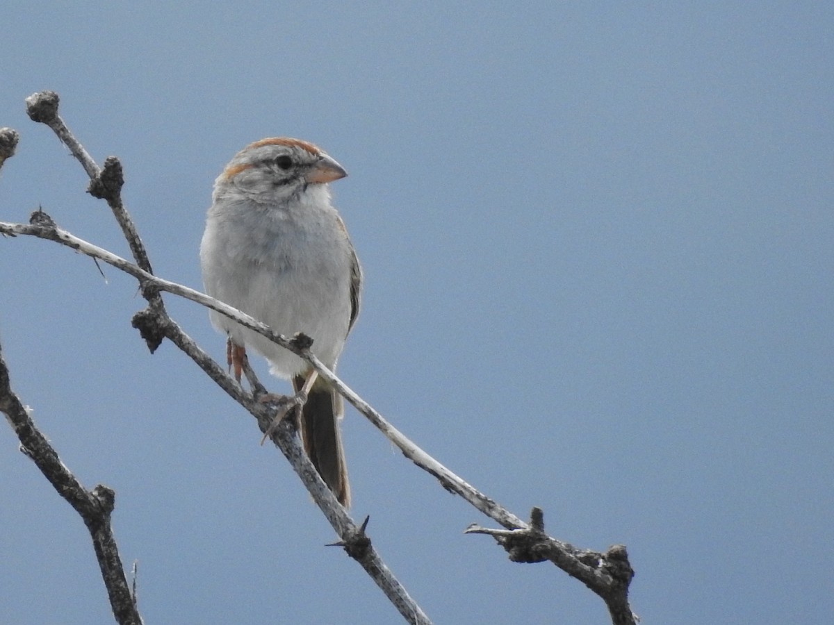 Rufous-winged Sparrow - ML642660705