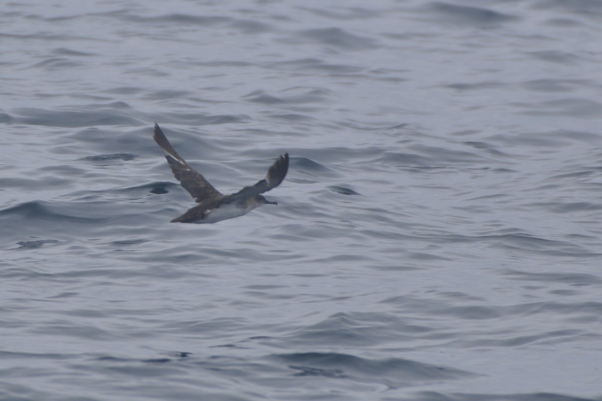 Black-vented Shearwater - ML642660706