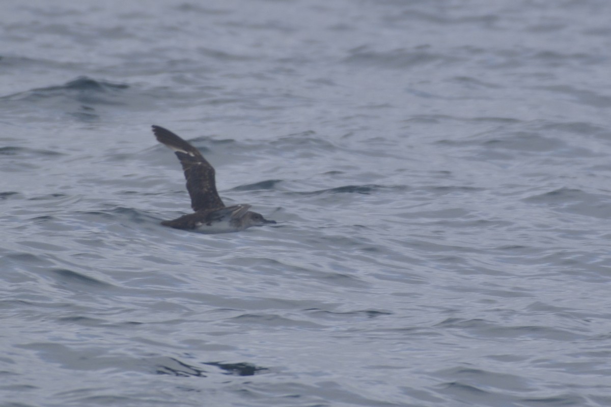 Black-vented Shearwater - ML642660707