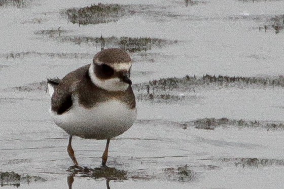 Common Ringed Plover - ML642660723
