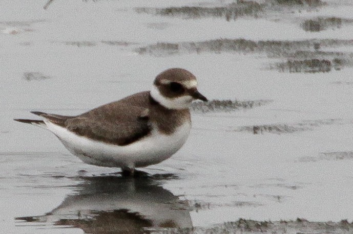 Common Ringed Plover - ML642660726