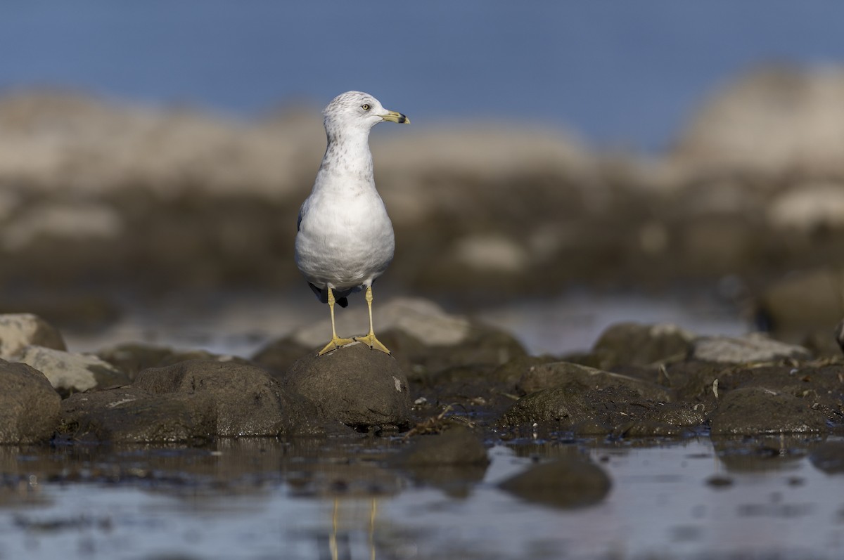 Ring-billed Gull - ML642660727