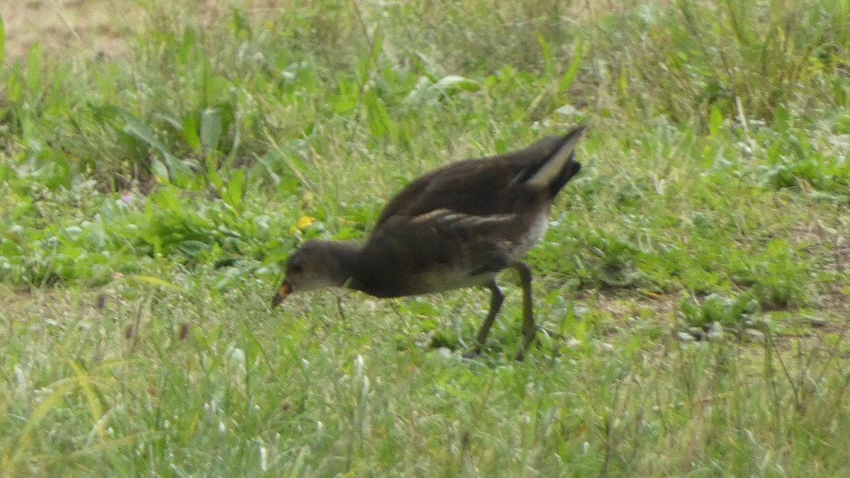 Eurasian Moorhen - ML642660728